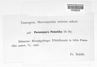 Peronospora potentillae image